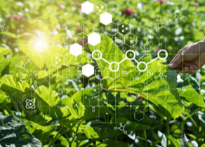 The Role of Bioinformatics in Modern Agriculture: A New Era of Crop Genetics