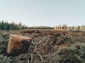 Agriculture’s connection with Deforestation