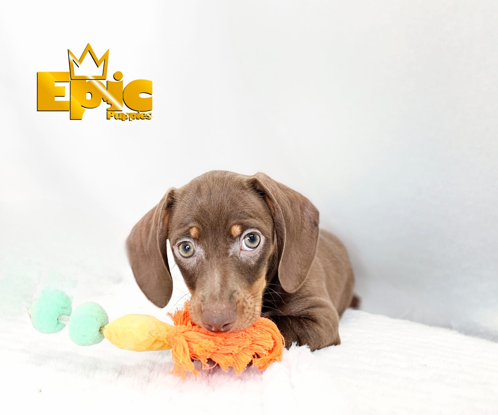 Dachshund - Chocolate - Male