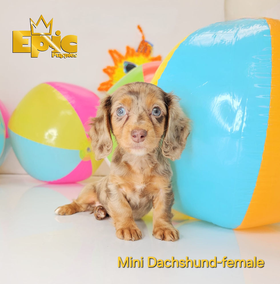 Dachshund -Chocolate Dapple