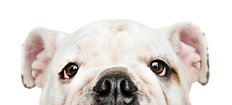 adorable-white-bulldog-puppy-portrait.png