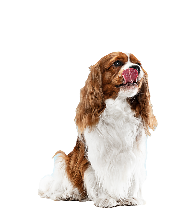 spaniel-puppy-playing-studio-cute-doggy-pet-is-sitting-isolated-blue-background-cavalier-k