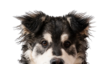 copy-space-dog-white-background.png