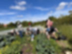 Community Farm day(Oak farm) 30th May 2025-Yes to public (5).jpg