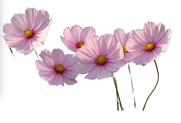 Cosmos Flower example.jpg