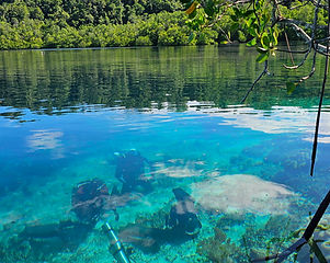 Underwater Shooting in the magical mangroves of Raja Ampat.jpg