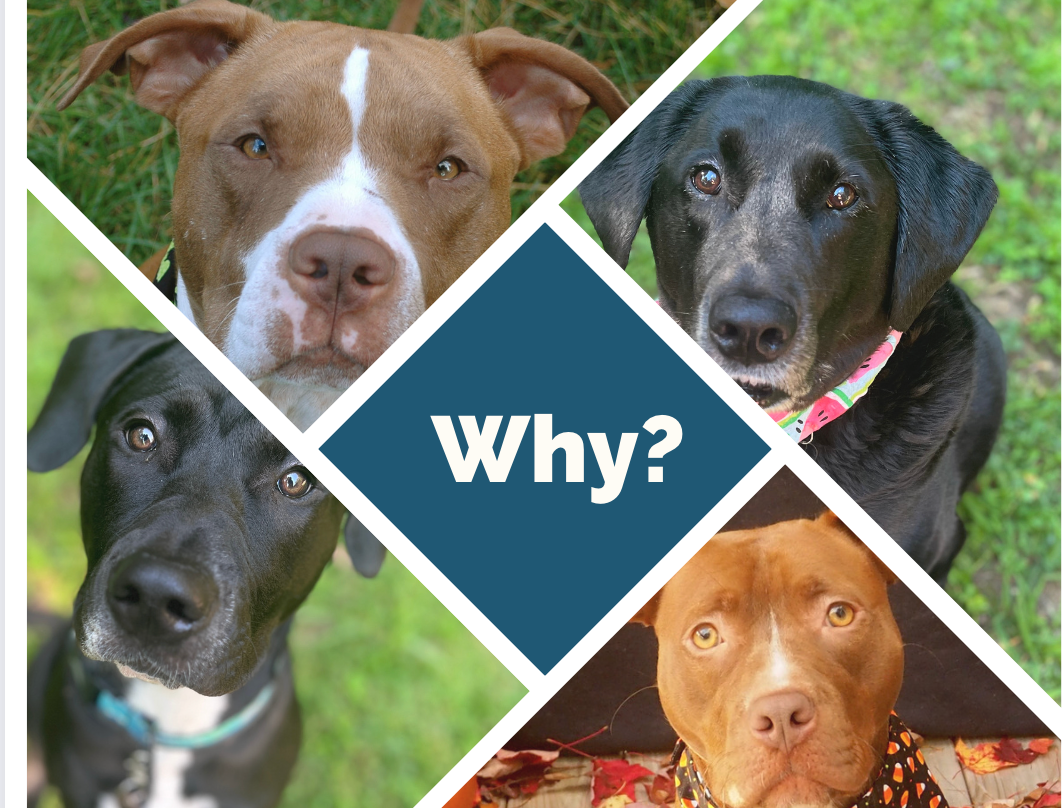 Why Am I Starting a Dog Rescue?