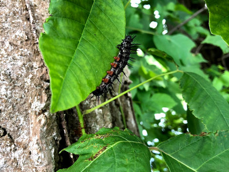 What we're called to be