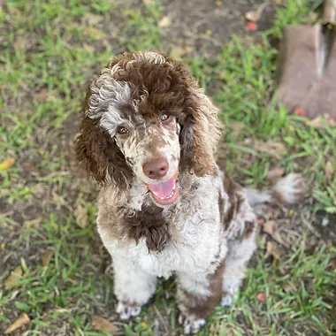 Texas Red Poodles