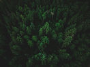 high-angle-shot-of-a-beautiful-tropical-jungle-with-exotic-tall-trees.jpg
