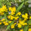 Thumbnail: Solidago caecia (Blue Stem Goldenrod)