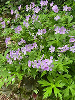 IMG_3718.jpeg