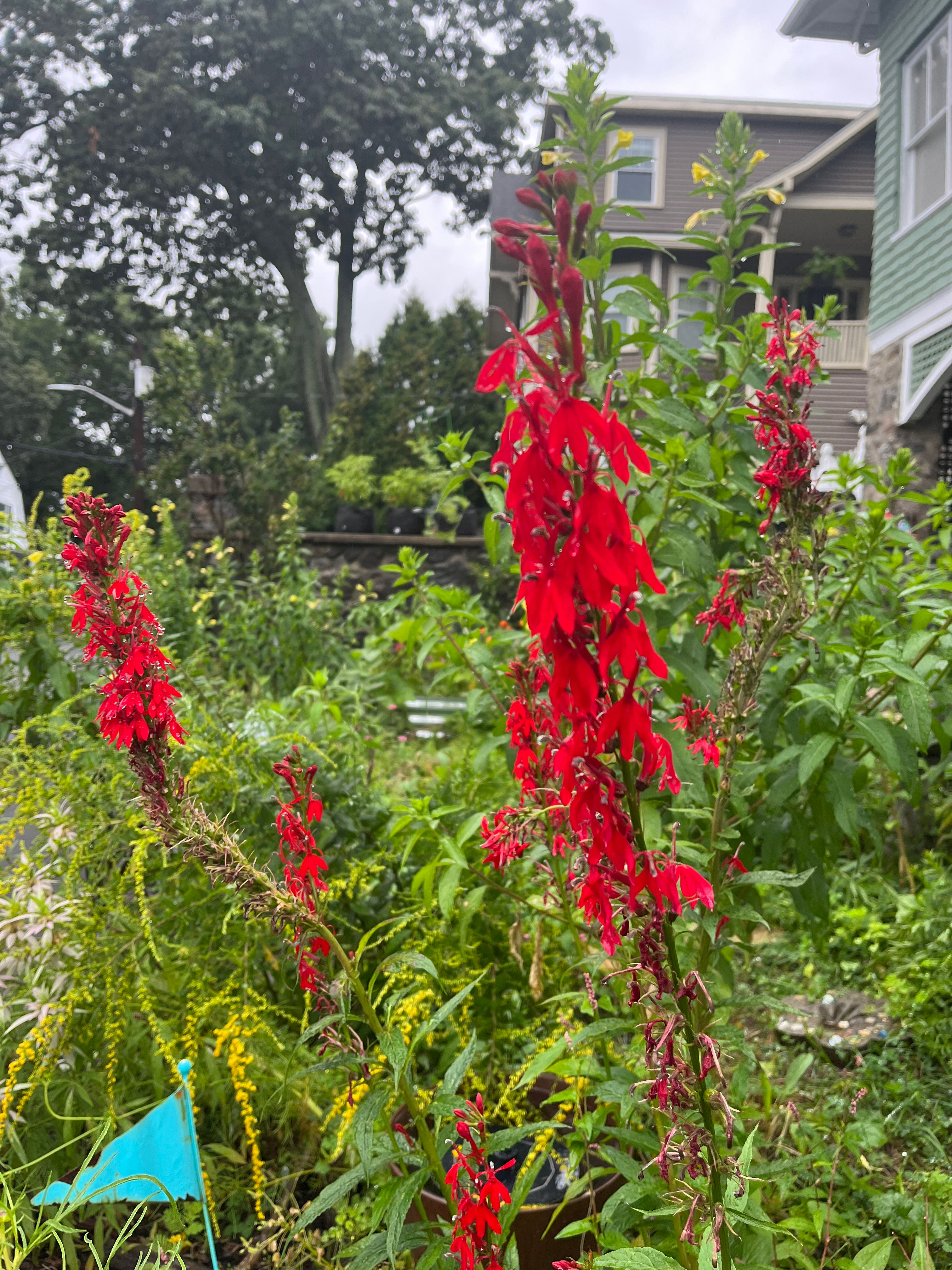 Lobelia cardinalis (Cardinal Flower)