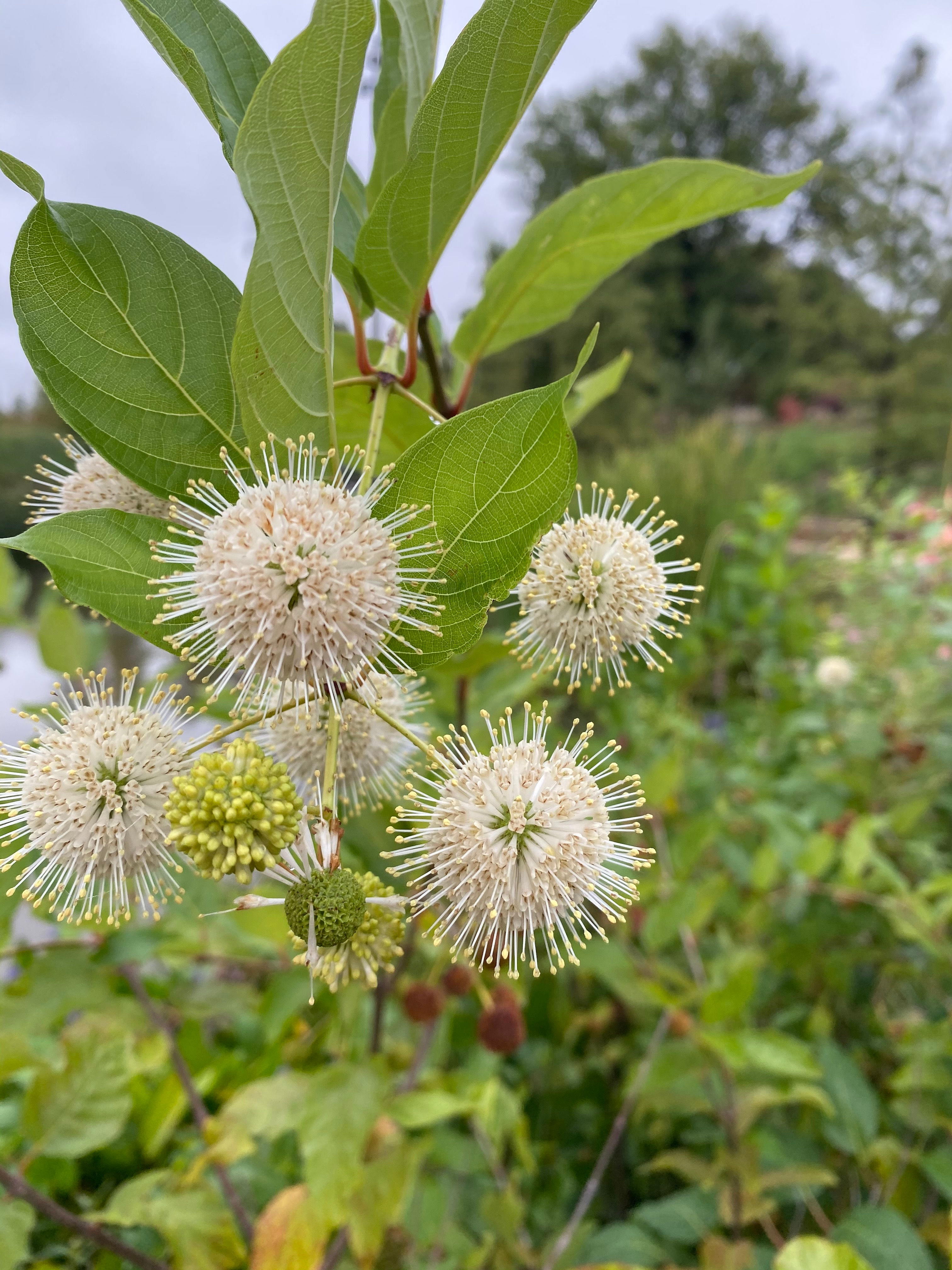Cephalanthus occidentalis (Buttonbush)