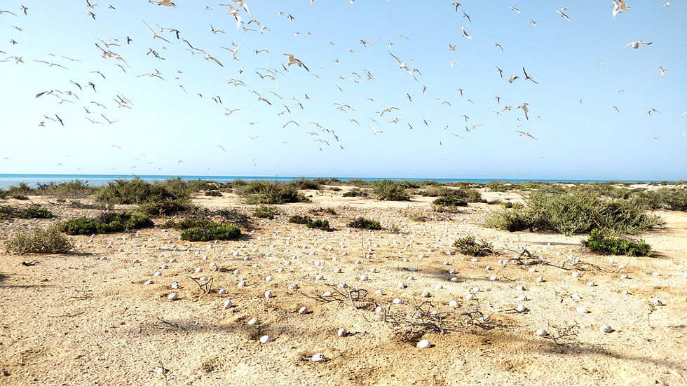 An island edge with birds in the sky