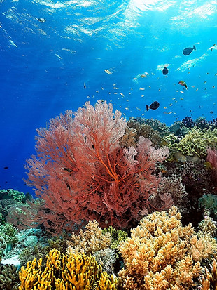 coral 2.jpg