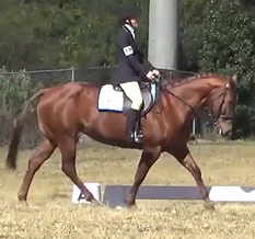 Dressage