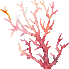Watercolor Coral Illustration