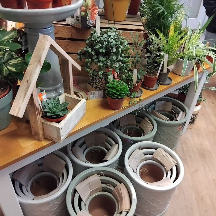 Selection of houseplants and ceramic planters