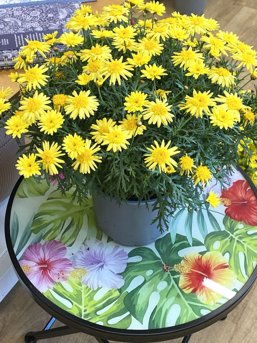 yellow potted plant on a bistro table with glass top and colourful foliage and flower design