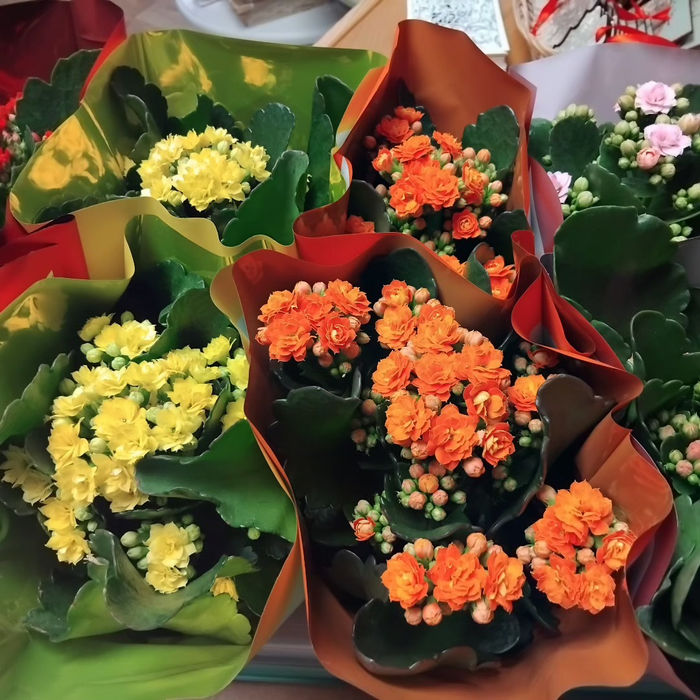 Yellow and orange houseplants gift wrapped