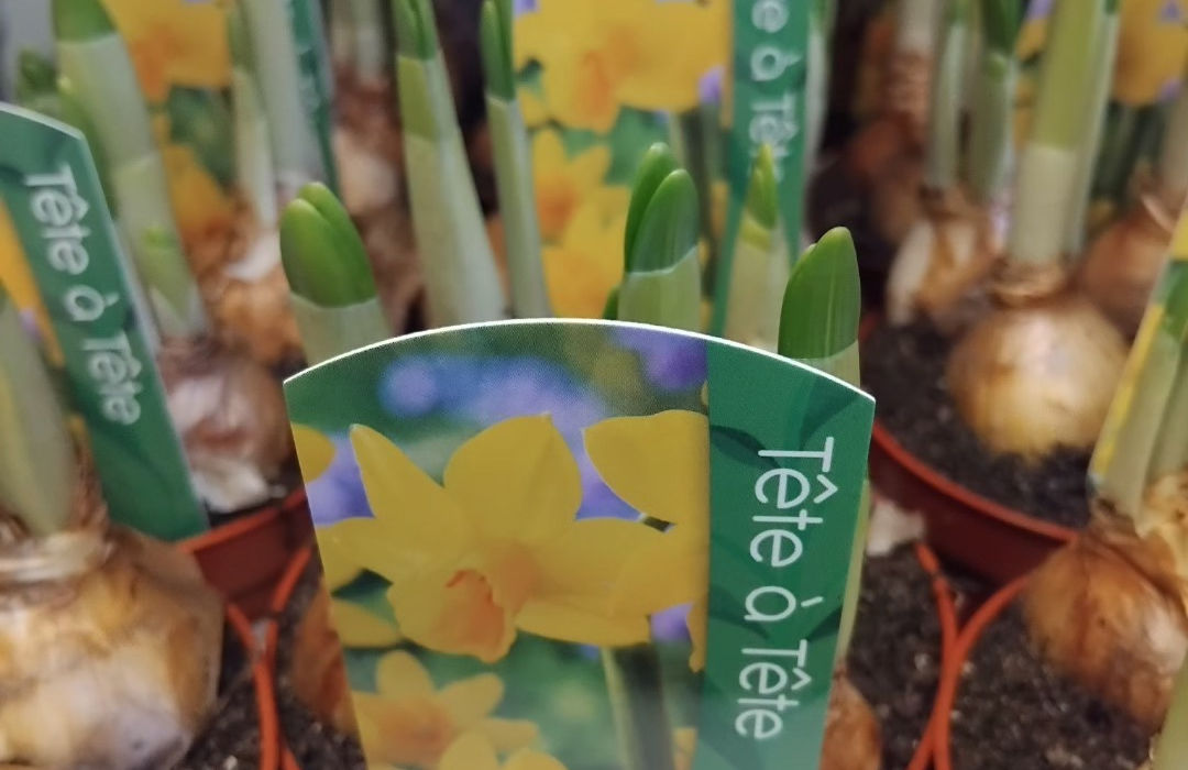 potted tete-a-tete, just sprouting