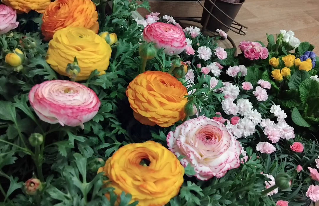 selection of ranunculus plants