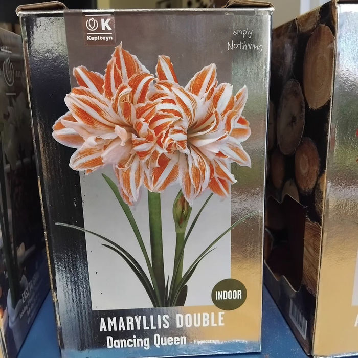 box containing a bulb for a red and white striped amaryllis