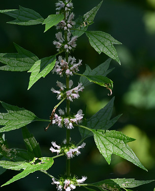 Motherwort Closeup_.jpg