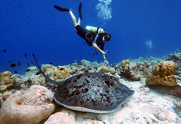 Diver with Stingray.jpg