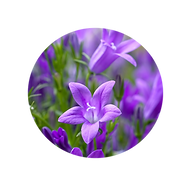 제목 없는 디자인 (2).png