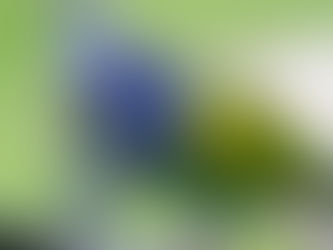 CUIDADO! Micro capilar ficou azulada, feriu a autoestima e permaneceu no local.