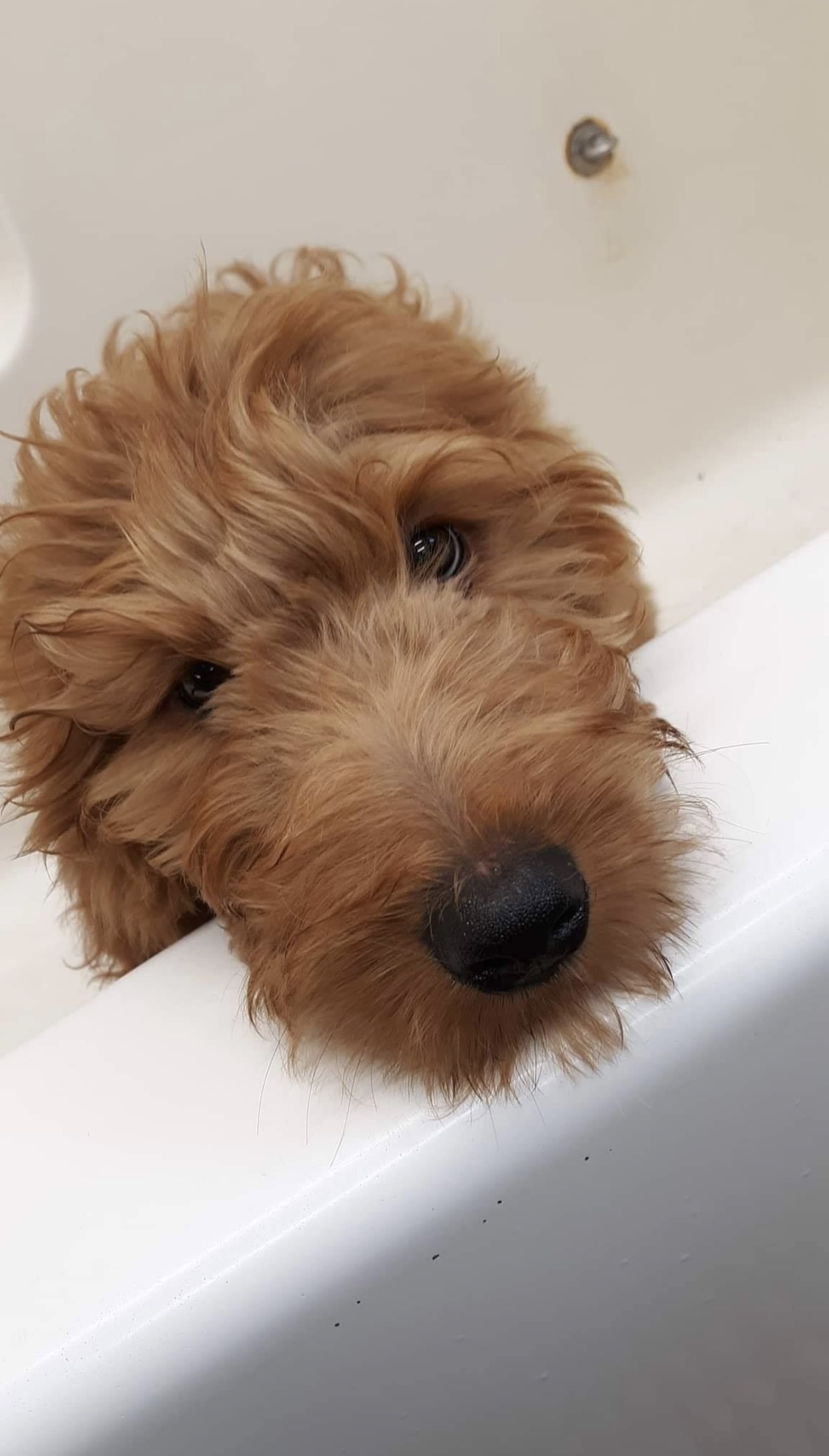 Affordable Pet Care Augusta Paradise Kennels