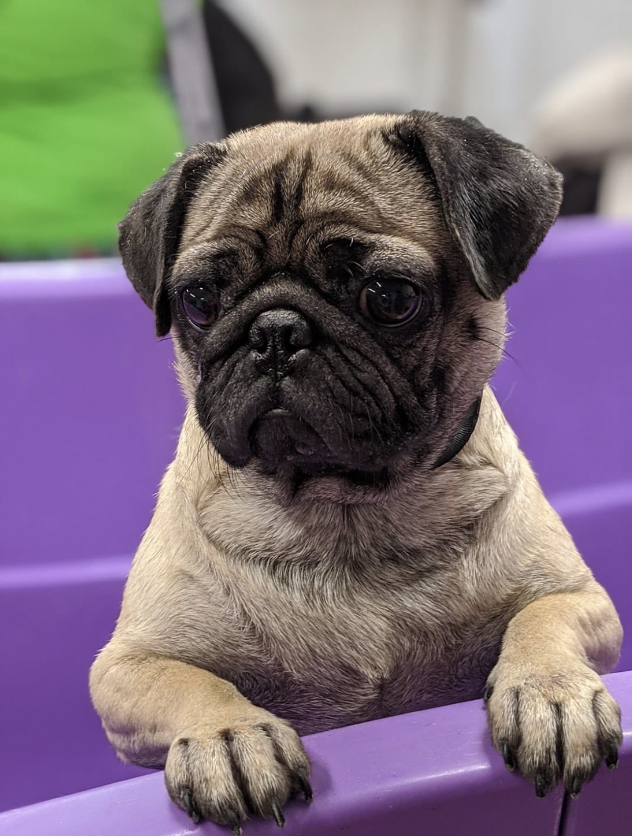 Affordable Pet Care Augusta Paradise Kennels