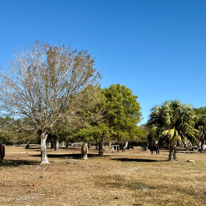 An example of a multi-species silvopasture system in Florida with cows under trees.