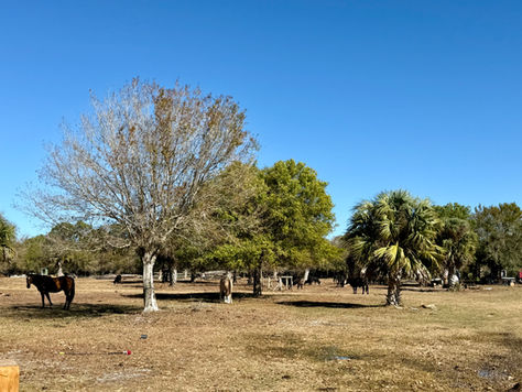An example of a multi-species silvopasture system in Florida with cows under trees. 