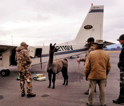 Gary the Llama _ the Guys in.jpg