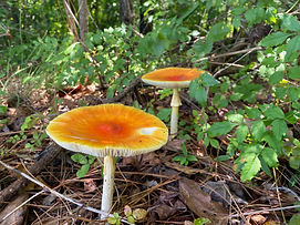 Photo Jun 21 2021, 1 11 43 PM.jpg