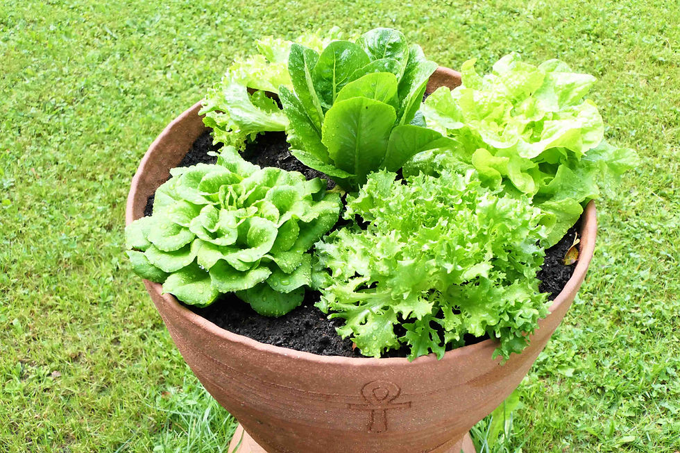 Miniaturbild: Skulptur Fülle