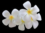 plumeria-frangipani-graveyard-tree-close-260nw-2173474409_edited.jpg