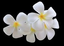 plumeria-frangipani-graveyard-tree-close-260nw-2173474409_edited.jpg