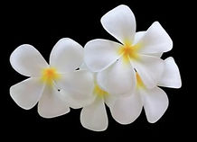 plumeria-frangipani-graveyard-tree-close-260nw-2173474409_edited.jpg