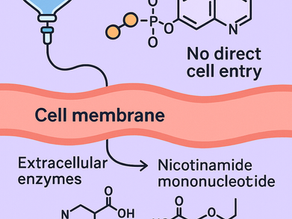 NAD Cell Membrane