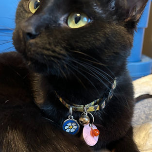 A cat wearing a healing crystal pendant charm. Canadian made by Wicked Stones