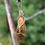 Thumbnail: Side view of a beautiful Baltic Amber and Sterling Silver pendant handmade in Canada by Wicked Stones