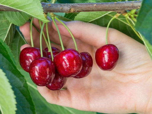 Una opción para mejorar tu digestión, sueño y sistema inmune