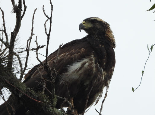 Secretaría de Cultura invita a una “Caminata sonora por el cielo. Reserva de la Biósfera en Tamaulipas”