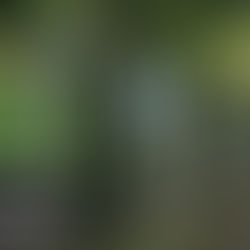 Galerías abiertas del Bosque de Chapultepec se convierten en un Gran Álbum de la Ciudad con dos nuevas exposiciones fotográficas