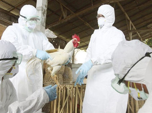 Secretaría de Salud reporta muerte de persona contagiada con influenza aviar A (H5N1)