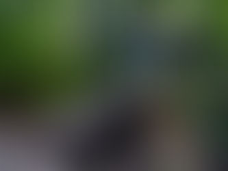 Reportan muerte del cocodrilo más grande del mundo, en cautiverio (video)